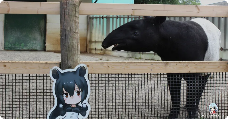 Kemono Friends: The Anime That Defied Expectations | Weebwire